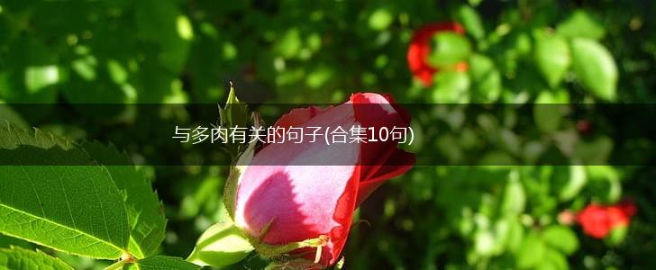 与多肉有关的句子(合集10句),第1张
