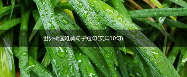 世外桃园唯美句子短句(实用10句),第1张