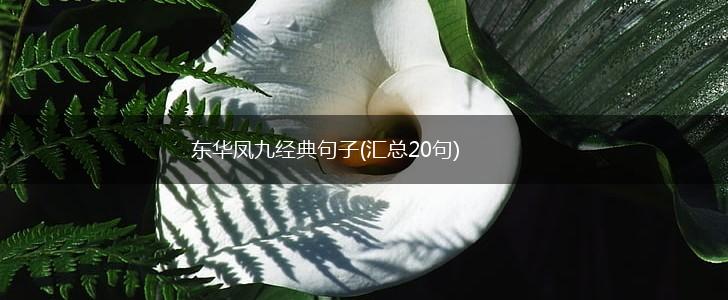 东华凤九经典句子(汇总20句),第1张