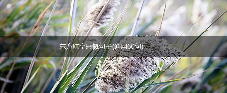 东方航空感慨句子(通用60句),第1张