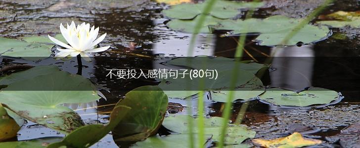 不要投入感情句子(80句),第1张