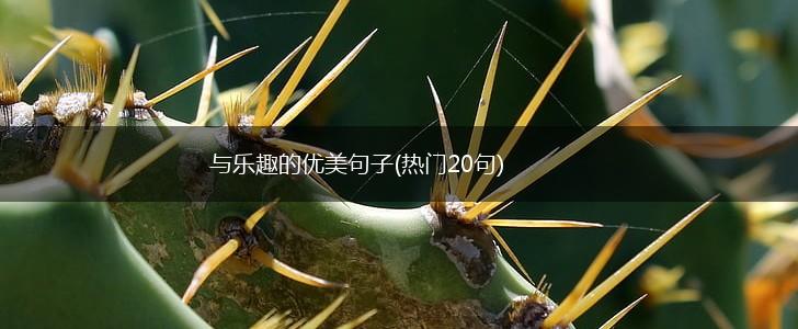 与乐趣的优美句子(热门20句),第1张