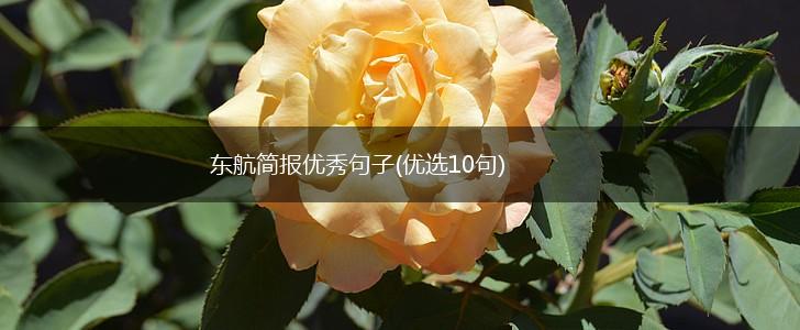 东航简报优秀句子(优选10句),第1张