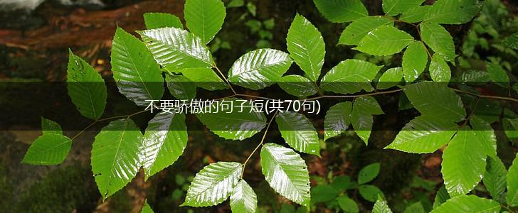 不要骄傲的句子短(共70句),第1张