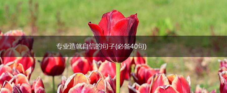 专业造就自信的句子(必备40句),第1张