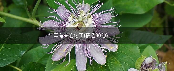 与雪有关的句子(精选30句),第1张
