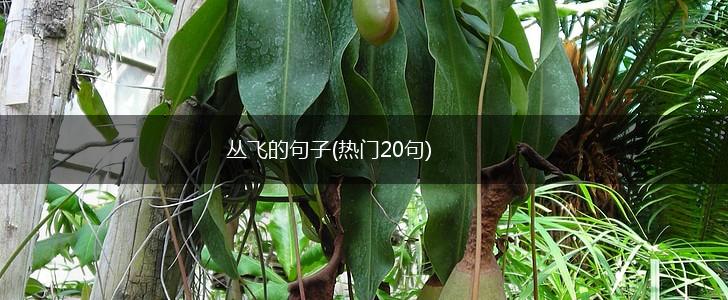 丛飞的句子(热门20句),第1张