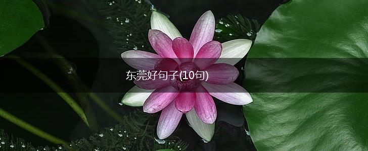 东莞好句子(10句),第1张