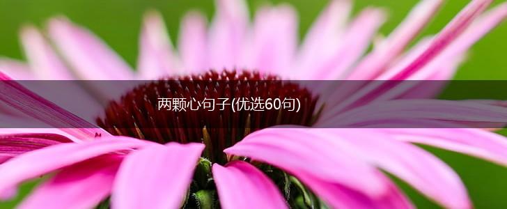 两颗心句子(优选60句),第1张