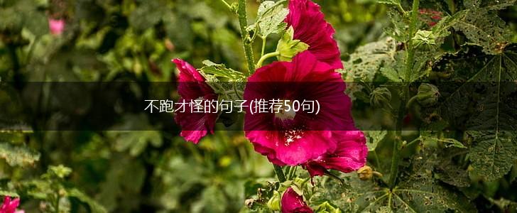 不跑才怪的句子(推荐50句),第1张