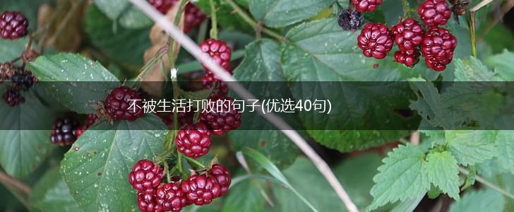 不被生活打败的句子(优选40句),第1张