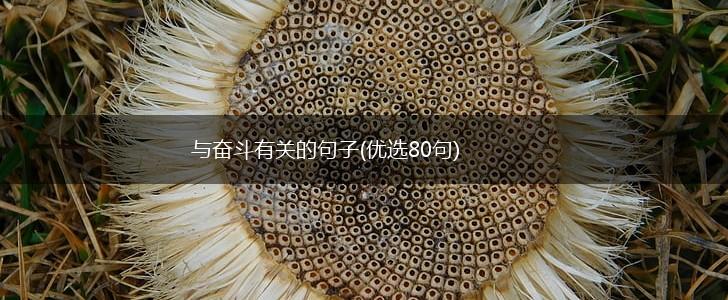 与奋斗有关的句子(优选80句),第1张
