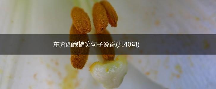 东奔西跑搞笑句子说说(共40句),第1张