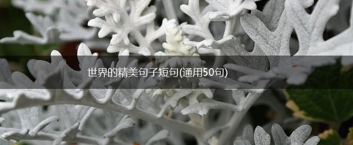 世界的精美句子短句(通用50句),第1张