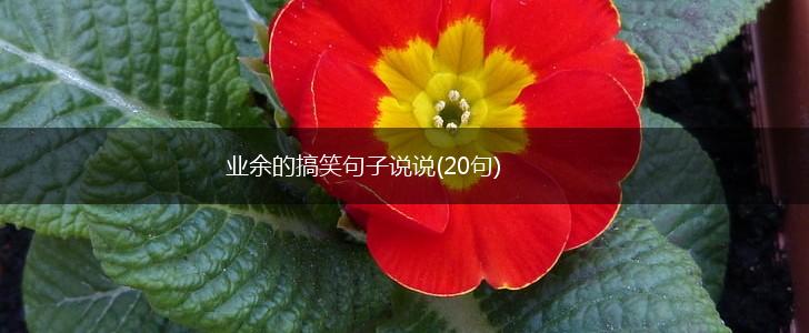 业余的搞笑句子说说(20句),第1张