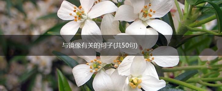 与镜像有关的句子(共50句),第1张