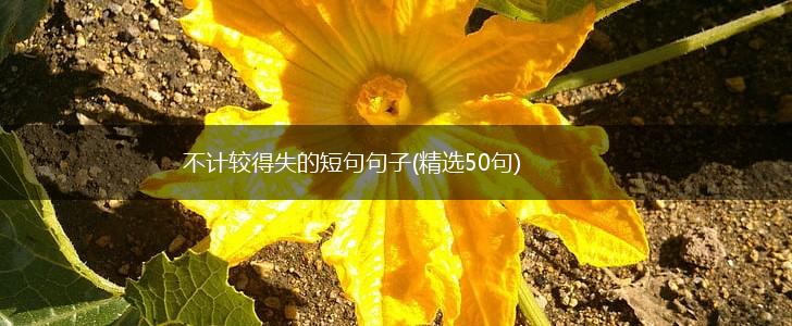 不计较得失的短句句子(精选50句),第1张