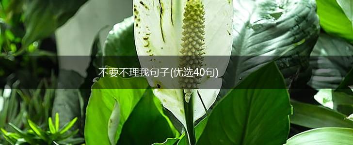 不要不理我句子(优选40句),第1张