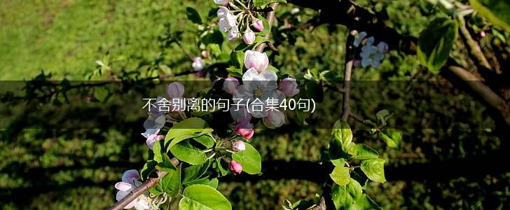 不舍别离的句子(合集40句),第1张