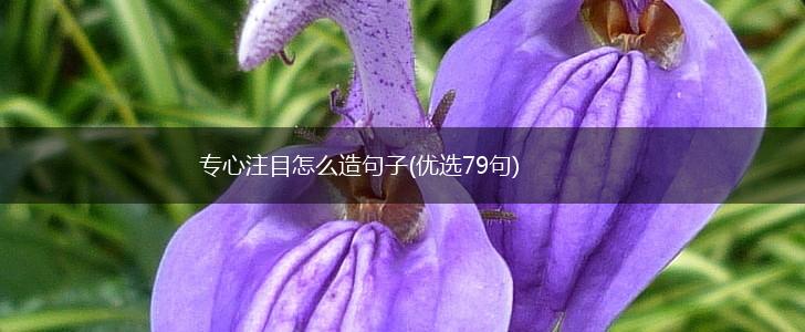 专心注目怎么造句子(优选79句),第1张