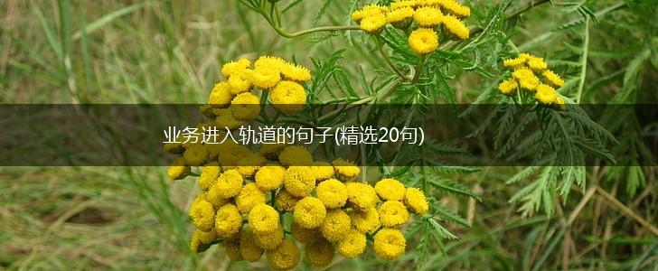 业务进入轨道的句子(精选20句),第1张
