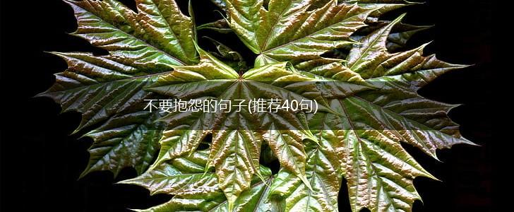 不要抱怨的句子(推荐40句),第1张