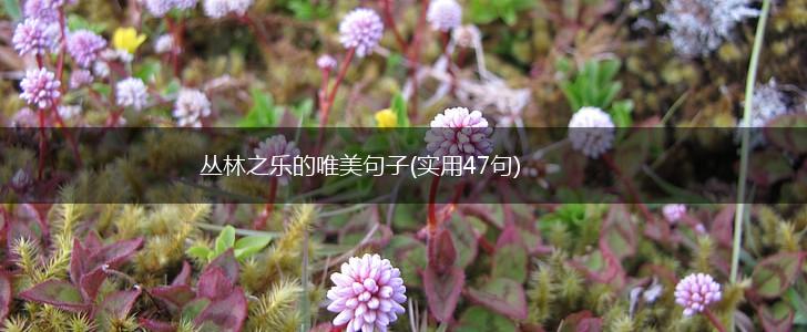丛林之乐的唯美句子(实用47句),第1张