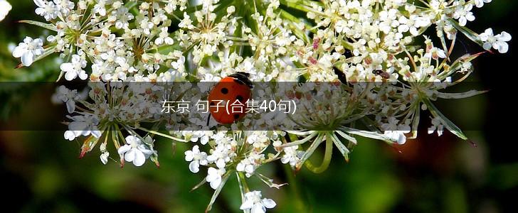 东京 句子(合集40句),第1张