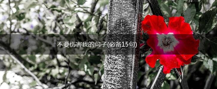 不要伤害我的句子(必备15句),第1张