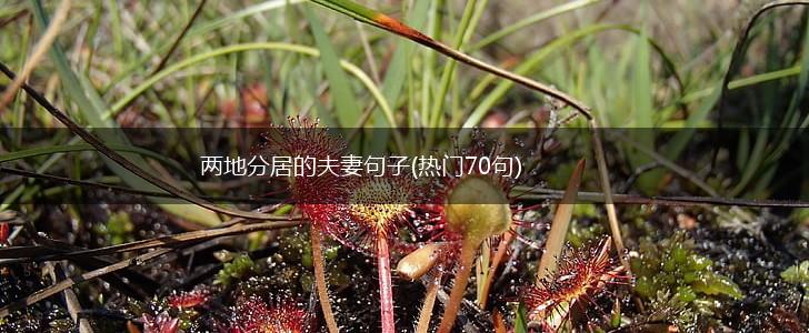 两地分居的夫妻句子(热门70句),第1张