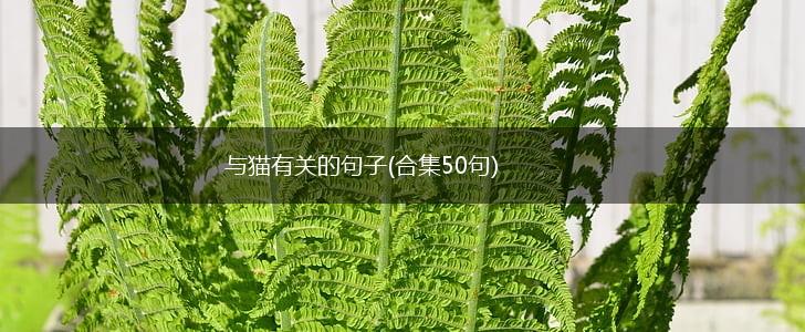 与猫有关的句子(合集50句),第1张