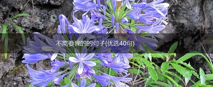 不需要我的的句子(优选40句),第1张