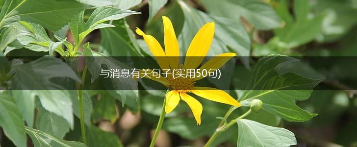 与消息有关句子(实用50句),第1张
