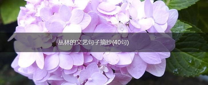 丛林的文艺句子摘抄(40句),第1张