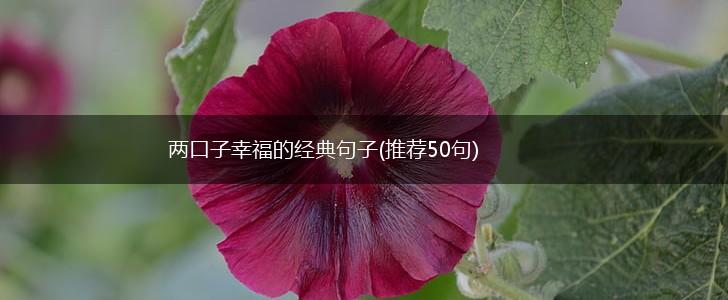 两口子幸福的经典句子(推荐50句),第1张