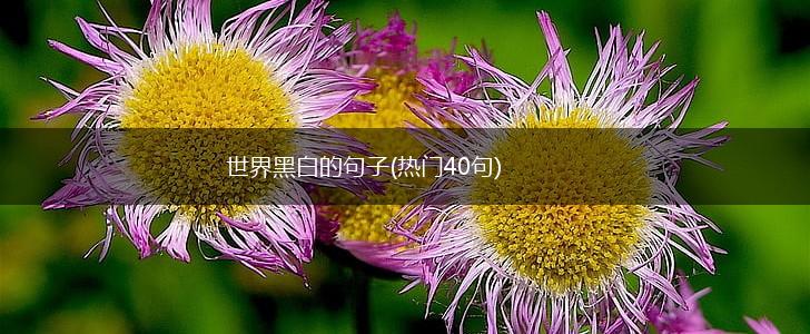 世界黑白的句子(热门40句),第1张