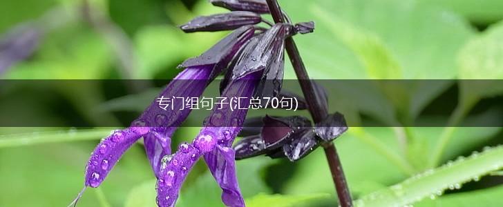 专门组句子(汇总70句),第1张