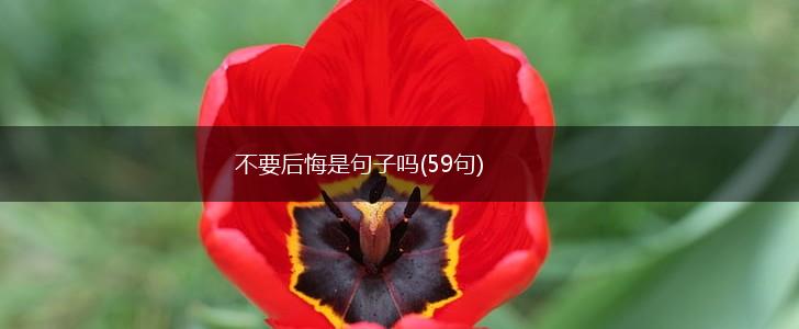不要后悔是句子吗(59句),第1张