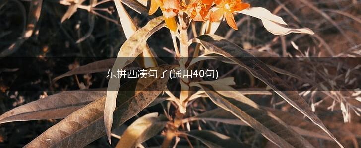 东拼西凑句子(通用40句),第1张