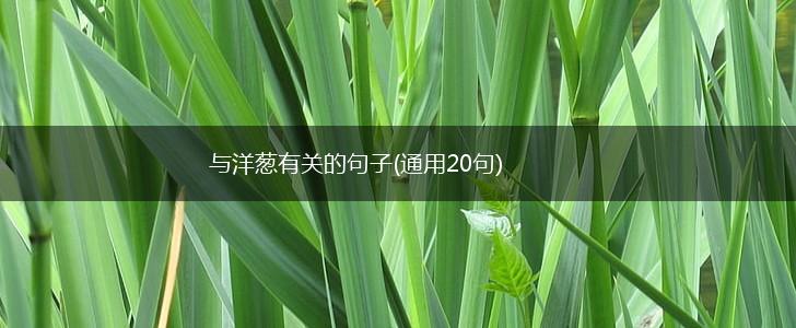 与洋葱有关的句子(通用20句),第1张