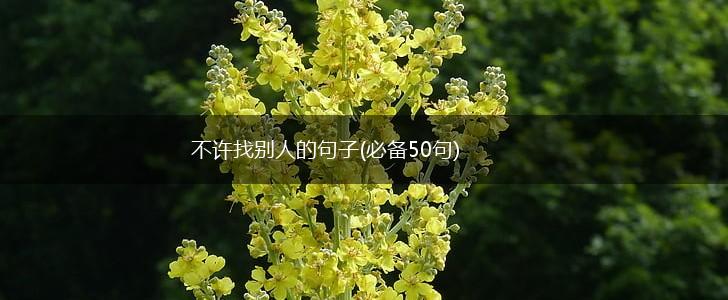 不许找别人的句子(必备50句),第1张