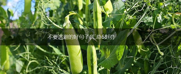 不要逃避的好句子(汇总68句),第1张