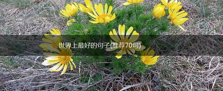 世界上最好的句子(推荐70句),第1张