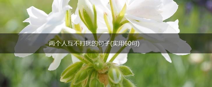 两个人互不打扰的句子(实用60句),第1张