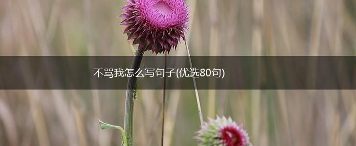 不骂我怎么写句子(优选80句),第1张
