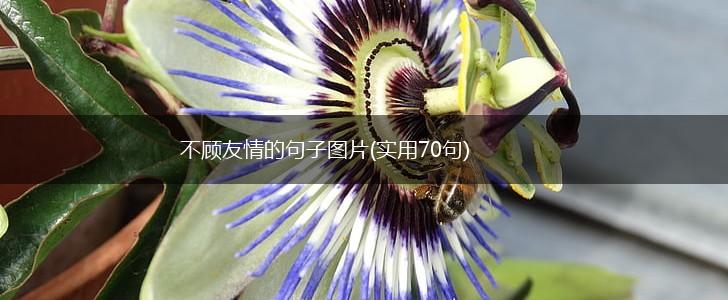不顾友情的句子图片(实用70句),第1张
