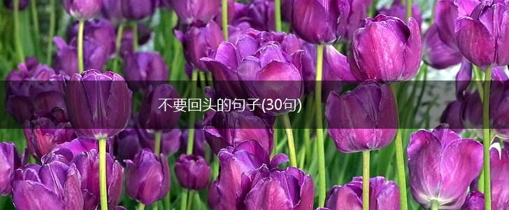 不要回头的句子(30句),第1张