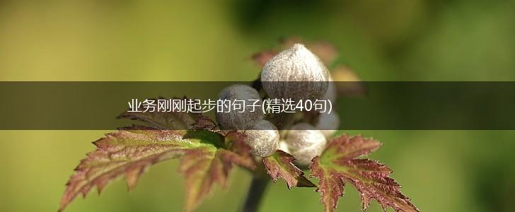业务刚刚起步的句子(精选40句),第1张