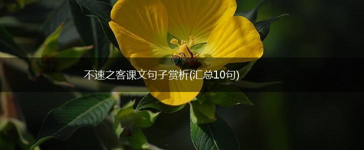 不速之客课文句子赏析(汇总10句),第1张