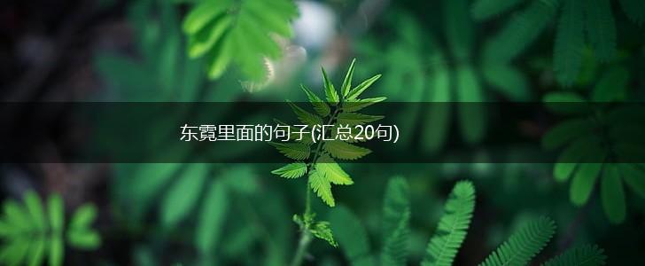 东霓里面的句子(汇总20句),第1张